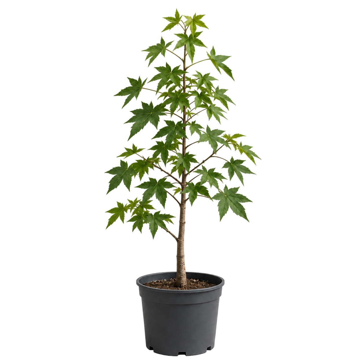 Liquidambar 5 Litros