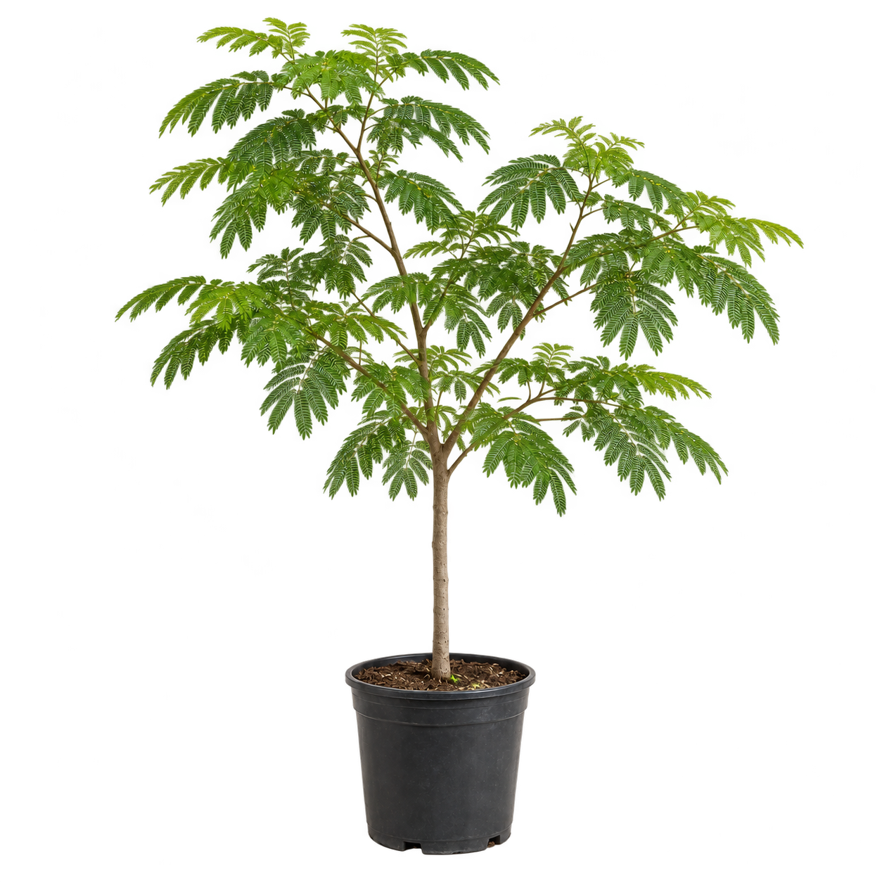 Acacia 15 Litros