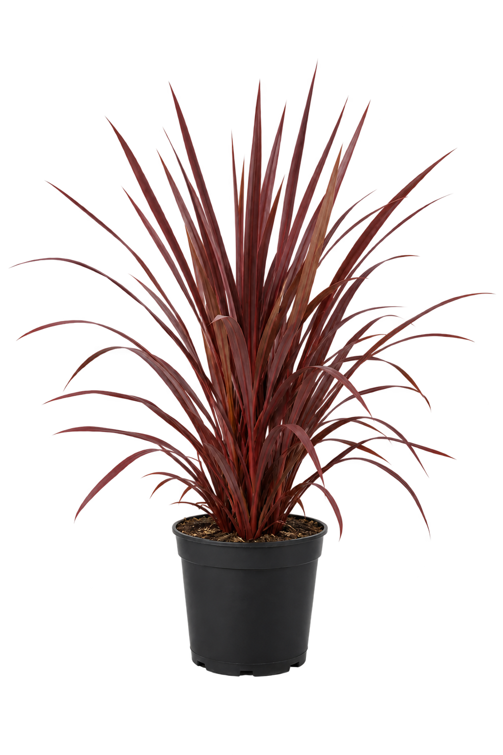 Dracena Roja 10 Litros