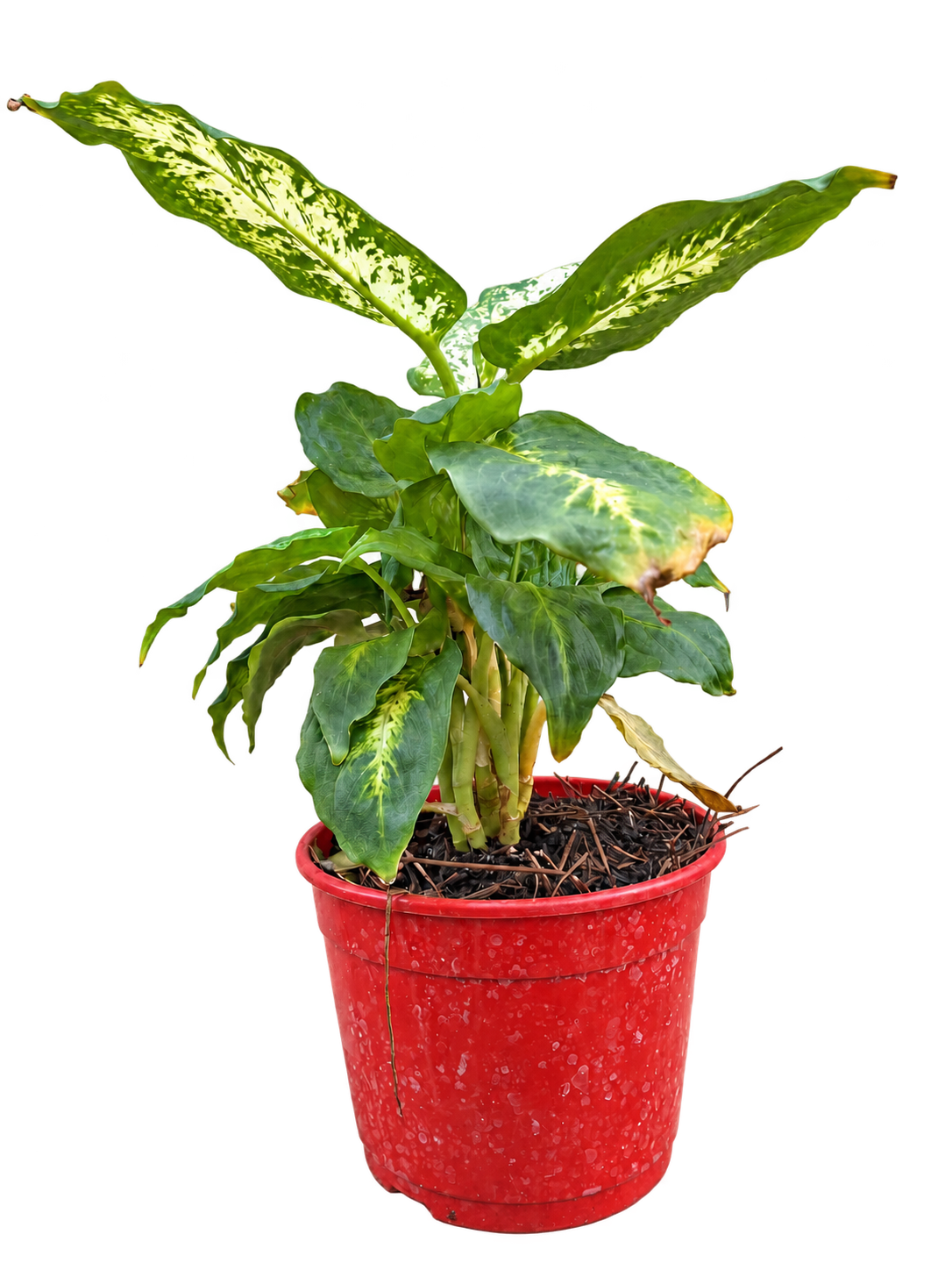 Dieffenbachia Mariane M14