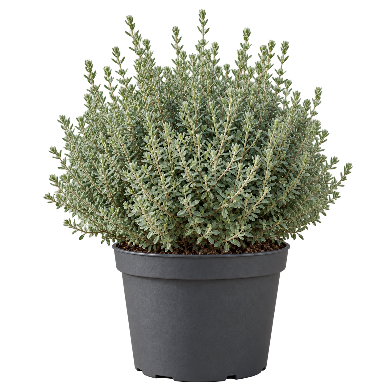 Teucrium 3 Litros