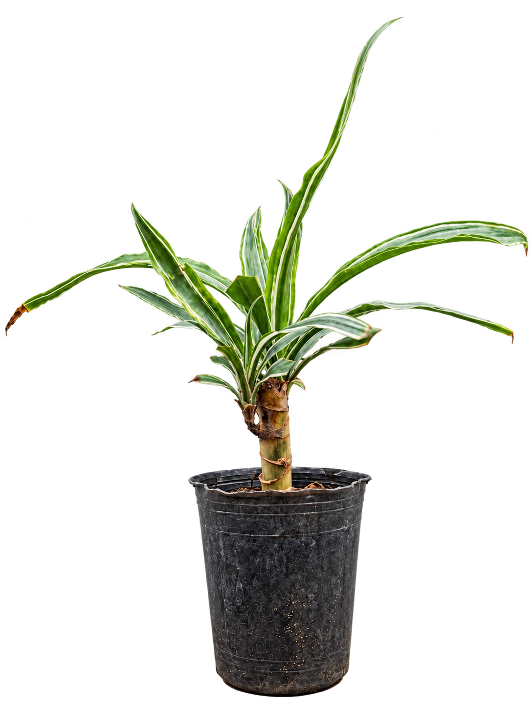 Dracaena Warneckii M12
