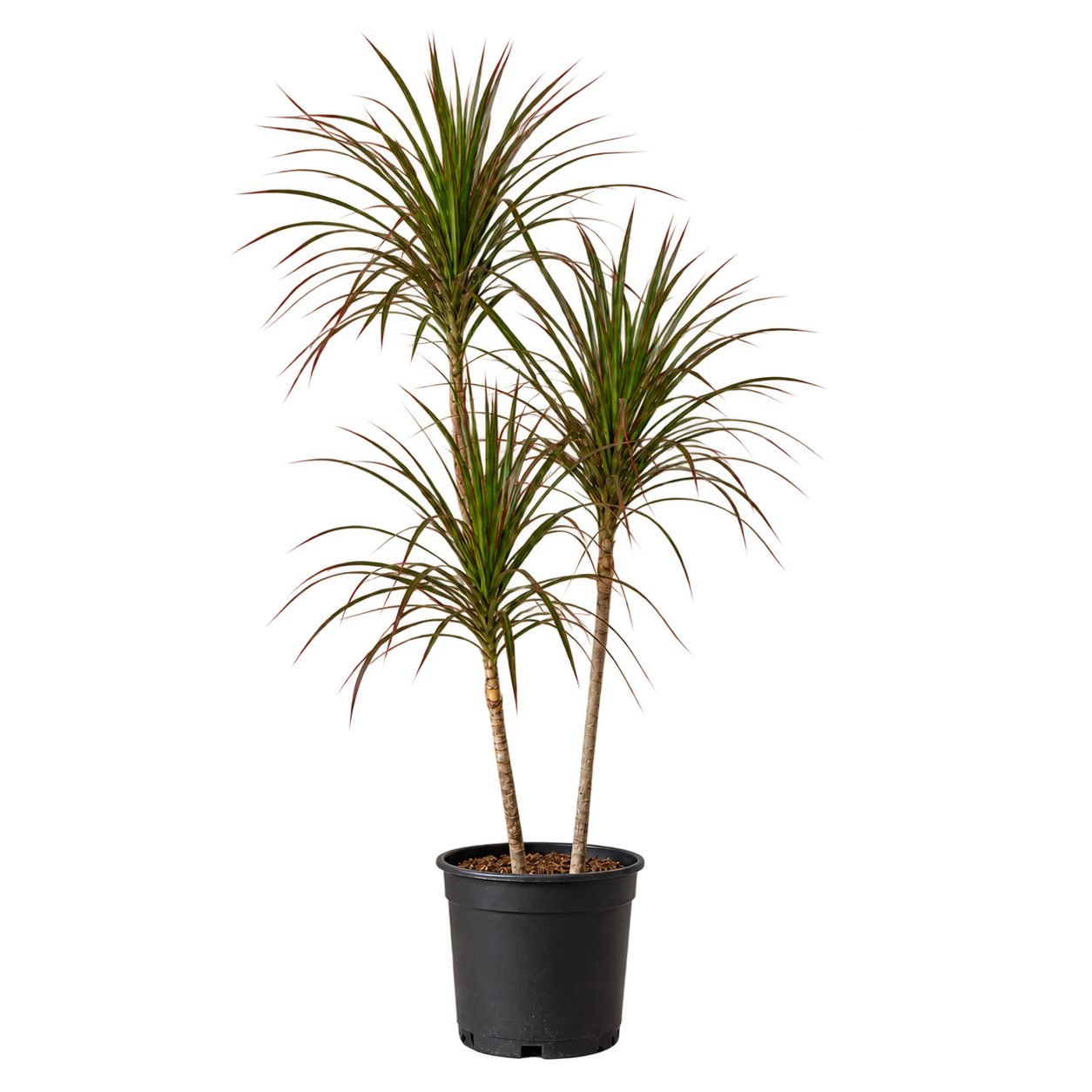Dracena Marginata 7 Litros — imagen de referencia
