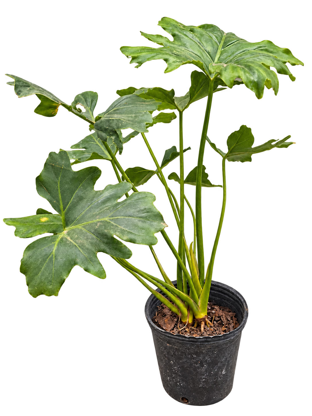 Philodendron misionero 3 Litros