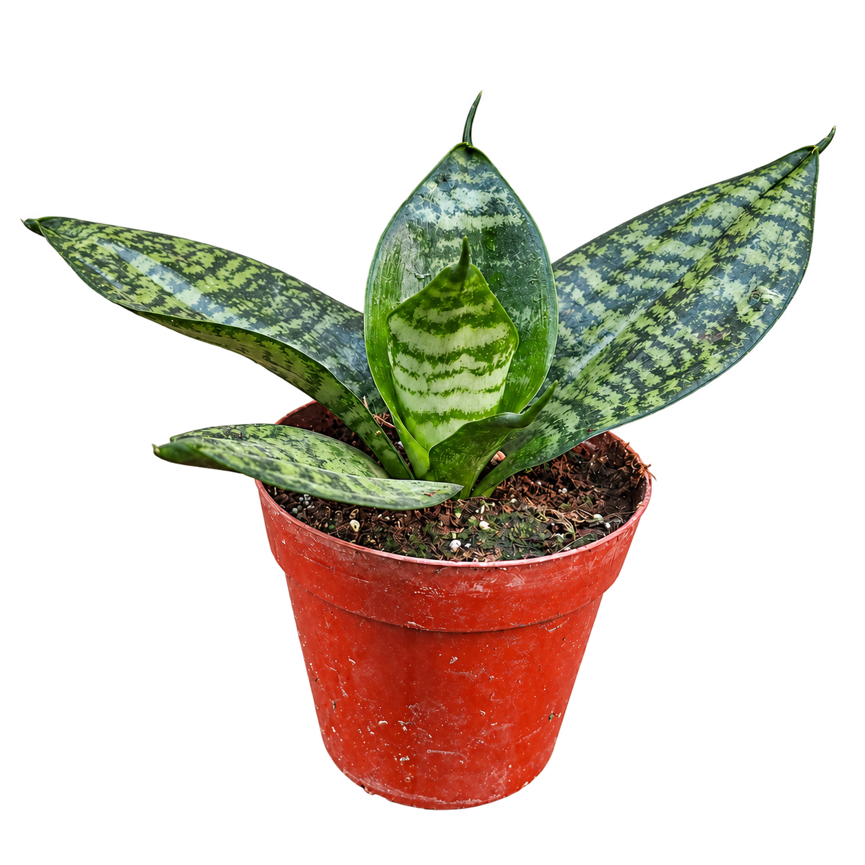 Sansevieria enana mini M08