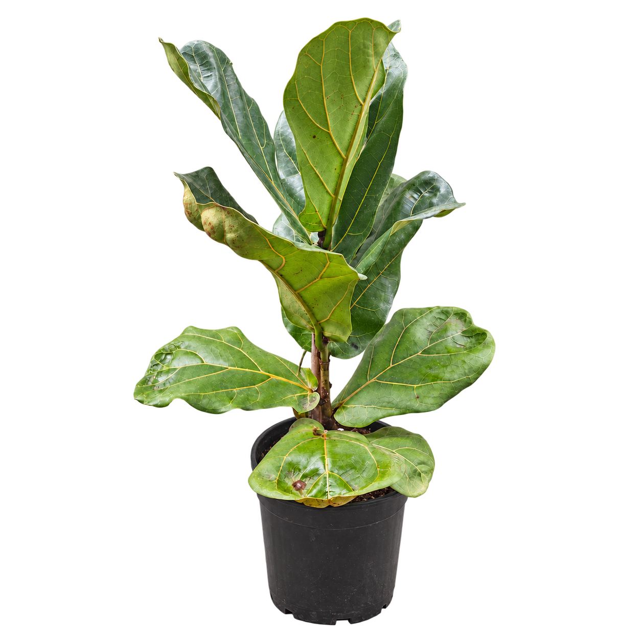Ficus pandurata (Ficus lyrata) M19 · 70 cm