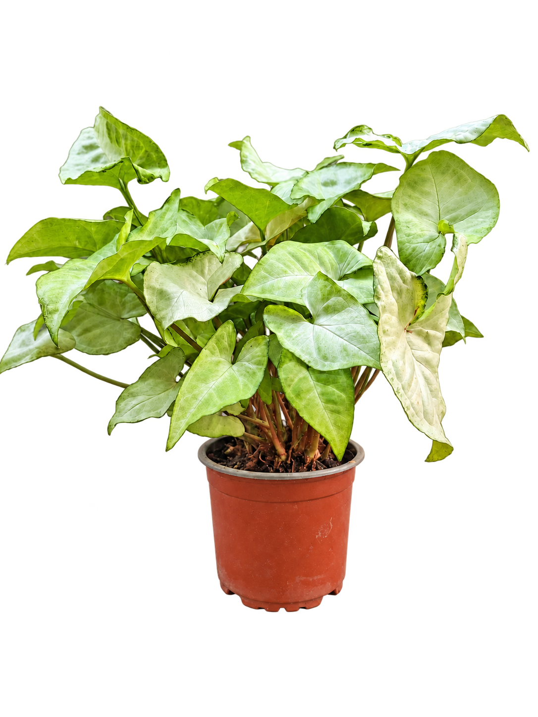 Syngonium M12