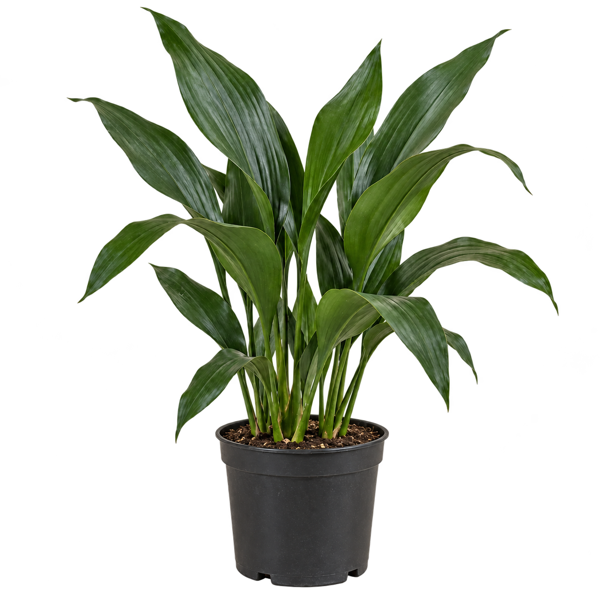 Aspidistra 3 Litros