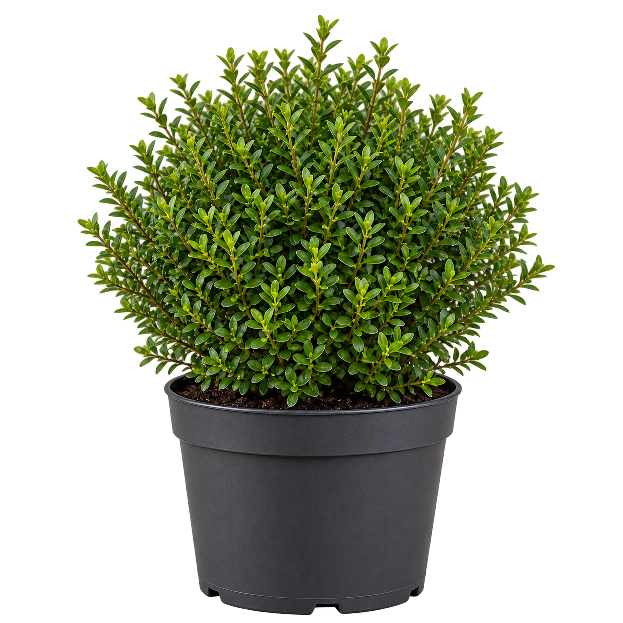 Buxus sempervirens Grande 3 Litros
