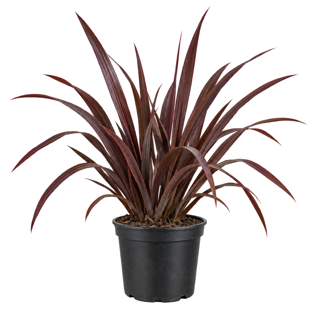 Formio Atropurpurea Nana 10 Litros