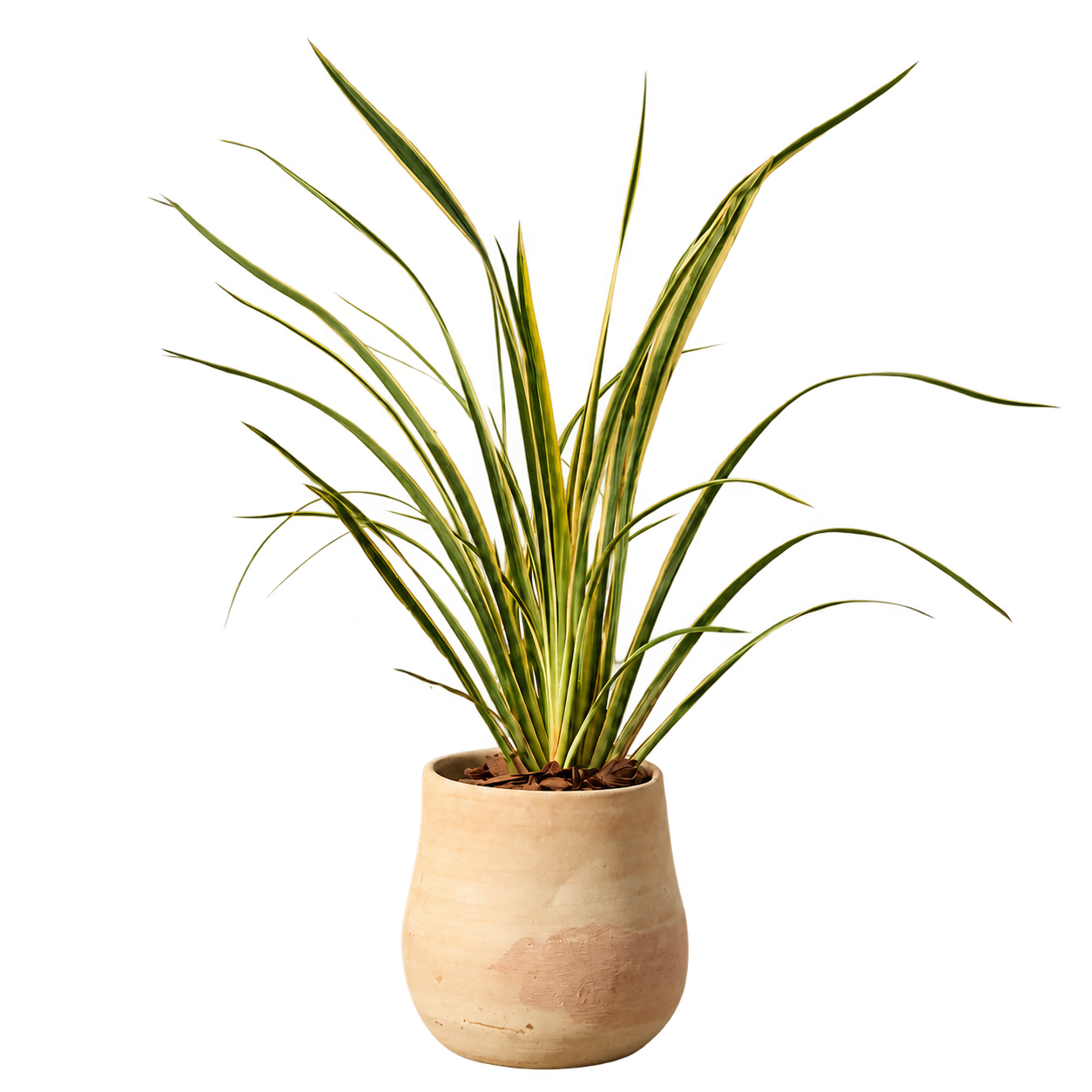 Phormium 3 Litros