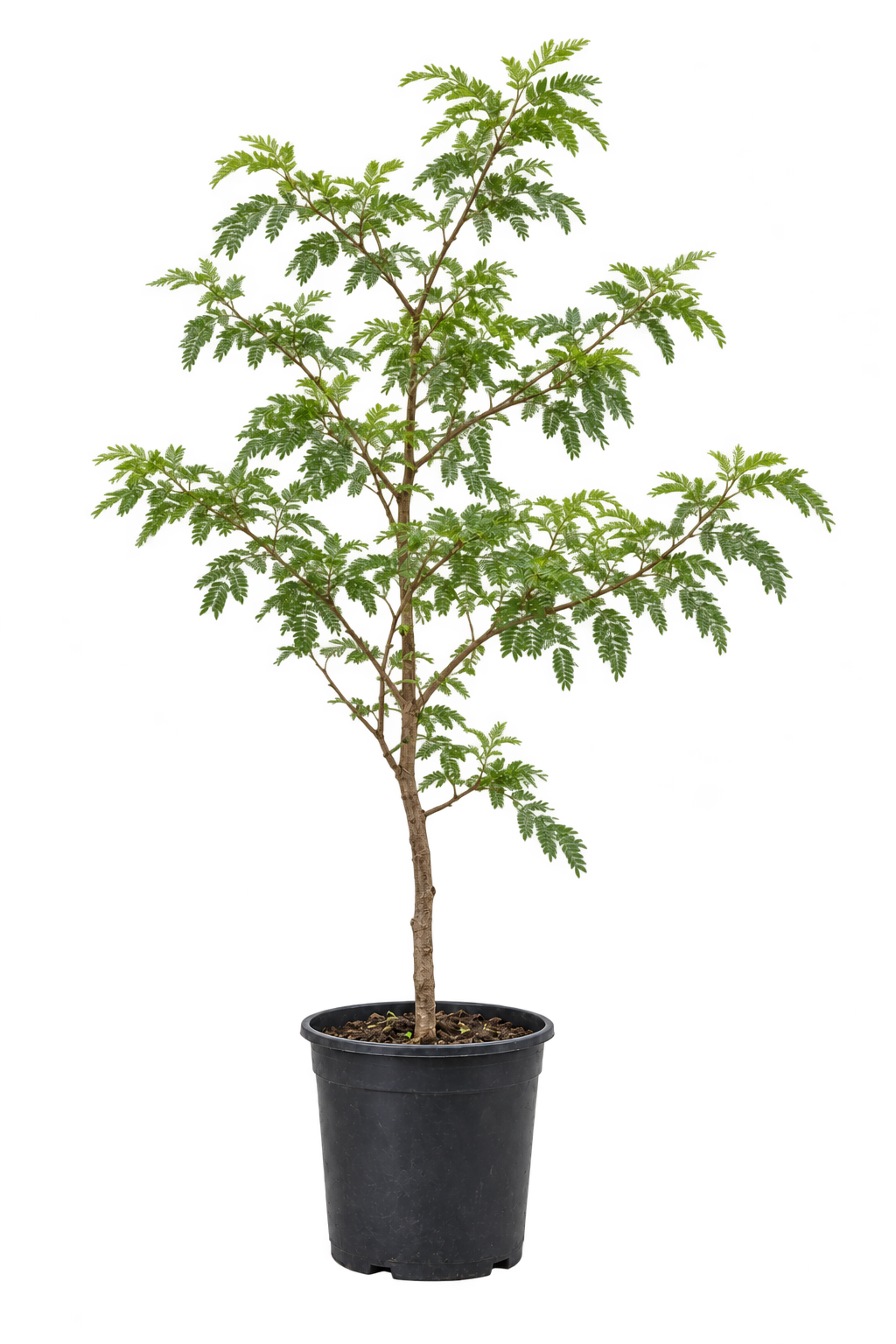 Acacia / similar