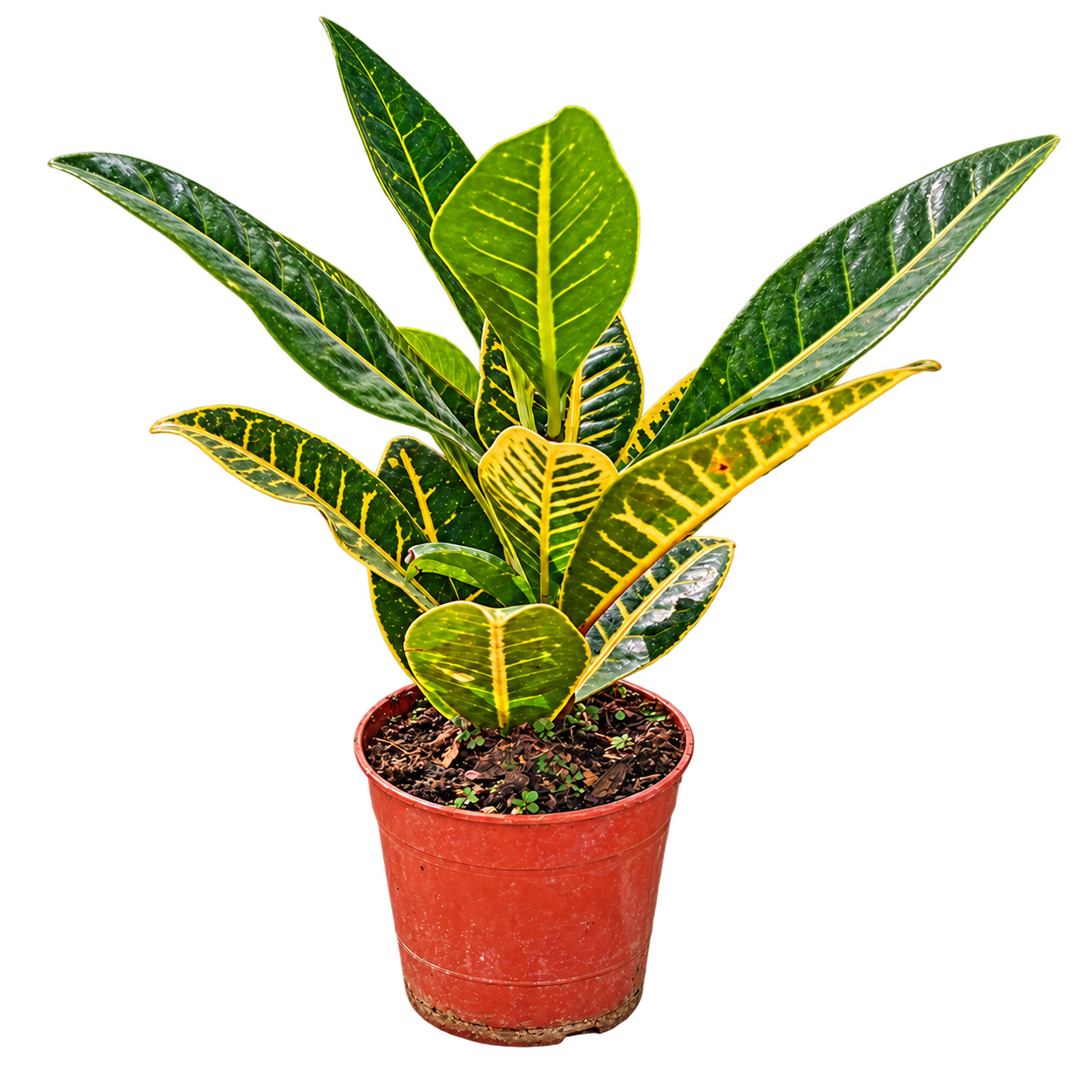 Croton Petra M12