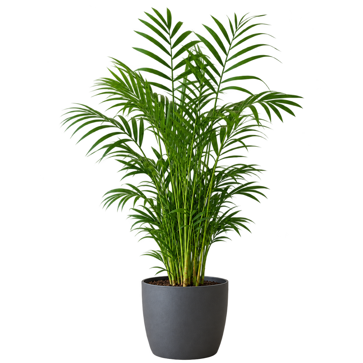 Palmera chamaedorea 3 Litros
