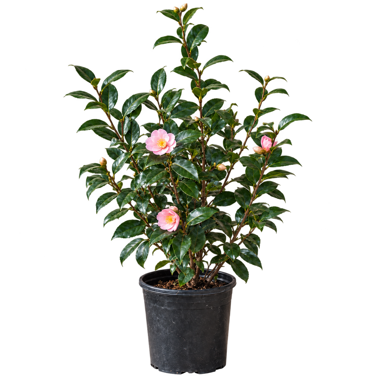 Camelia 3 lts / arbusto flor