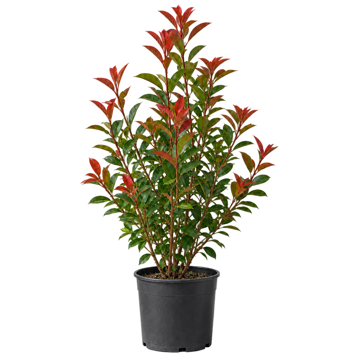 Fotinia / Photinia