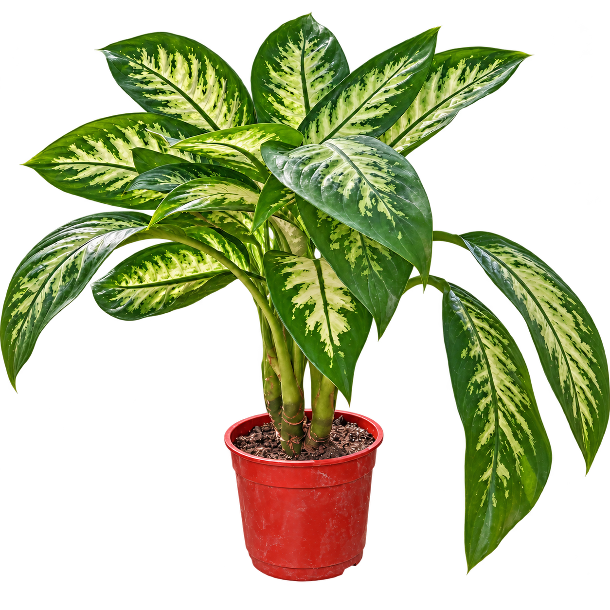 Dieffenbachia Tropic M15