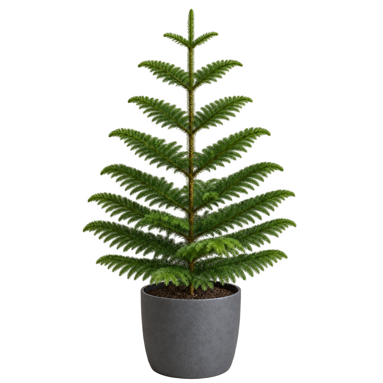 Araucaria 3 Litros