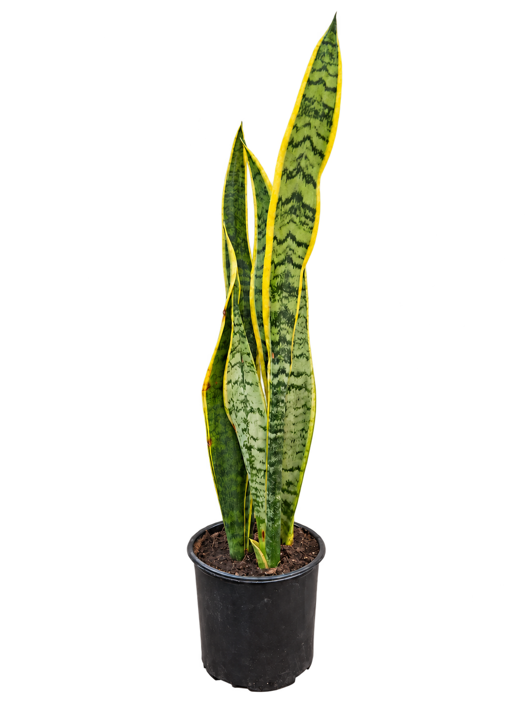 Sansevieria trifasciata 3 L en su recipiente original, vista complementaria