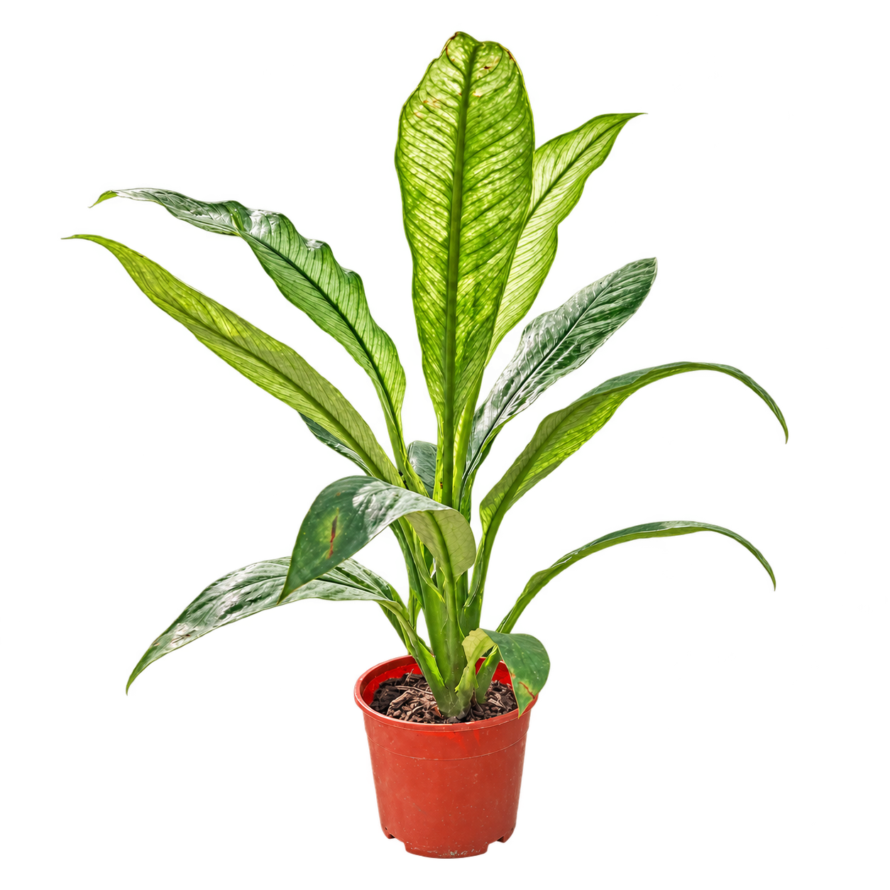 Spathiphyllum variegado M15