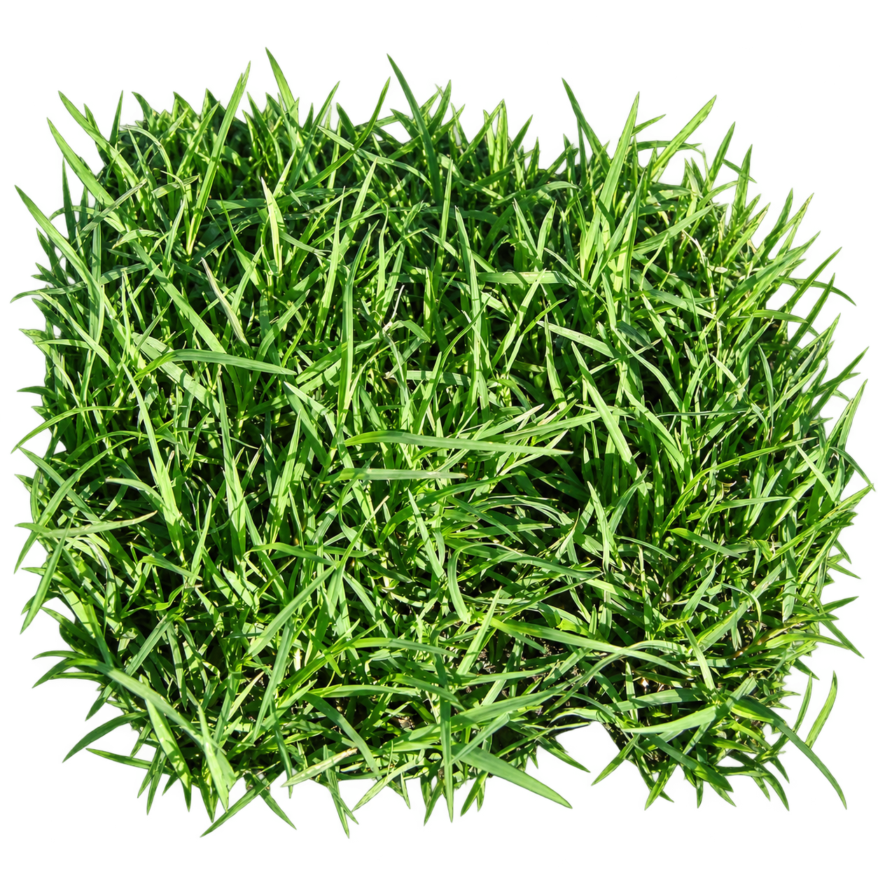 Semillas de césped Picasso Bermuda (Chepica) 100 g