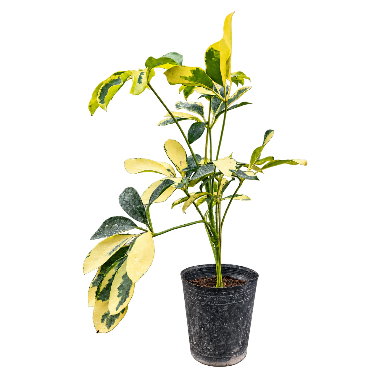 Aralia Schefflera M12