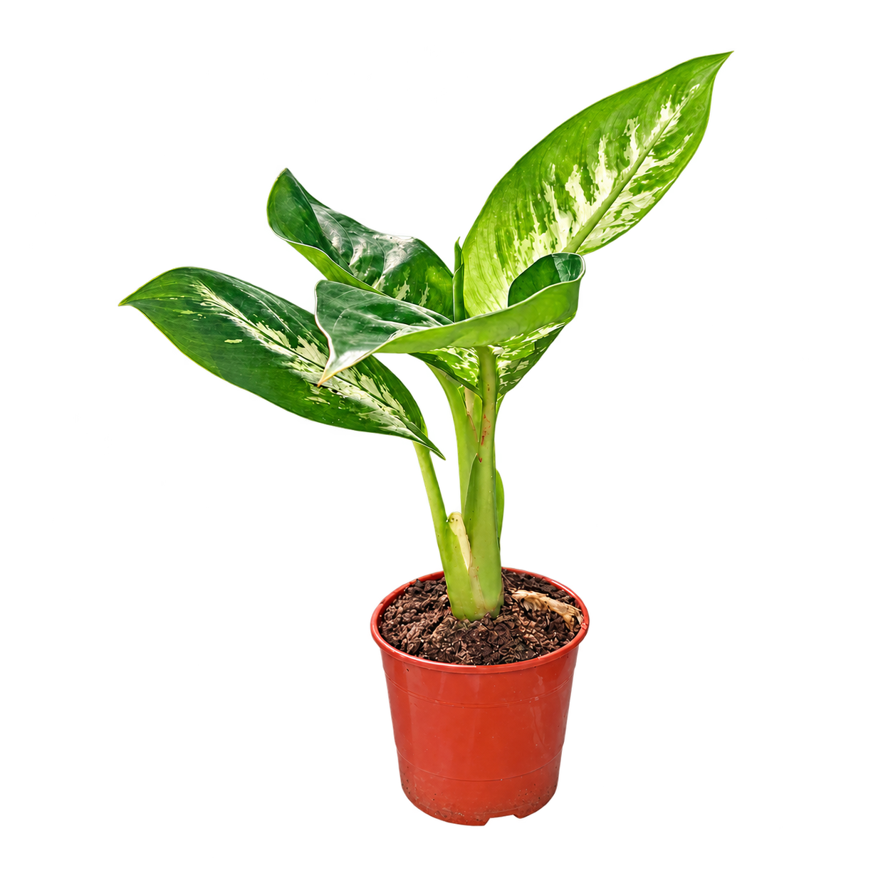 Dieffenbachia Tropic M11