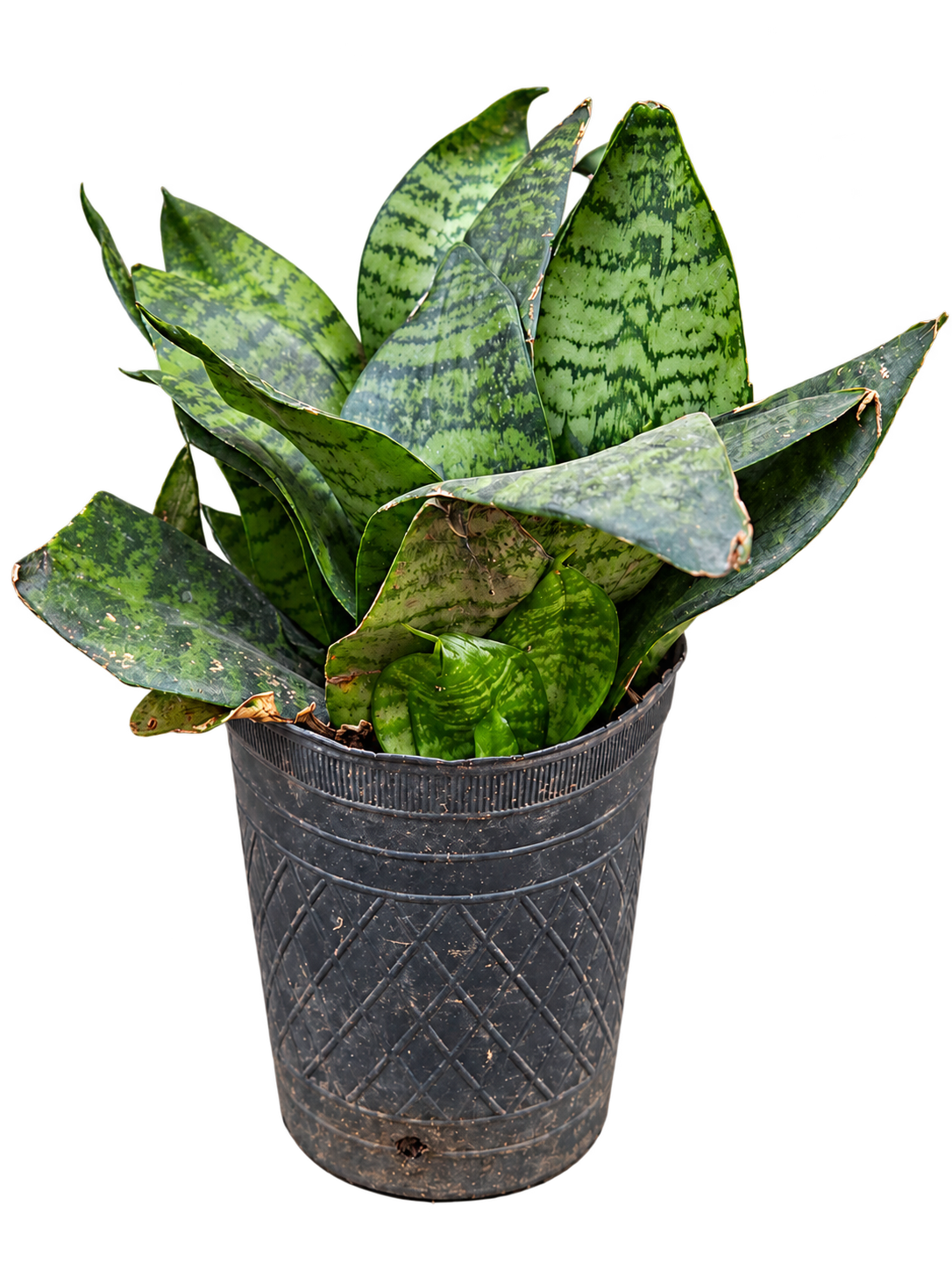 Sansevieria enana M12