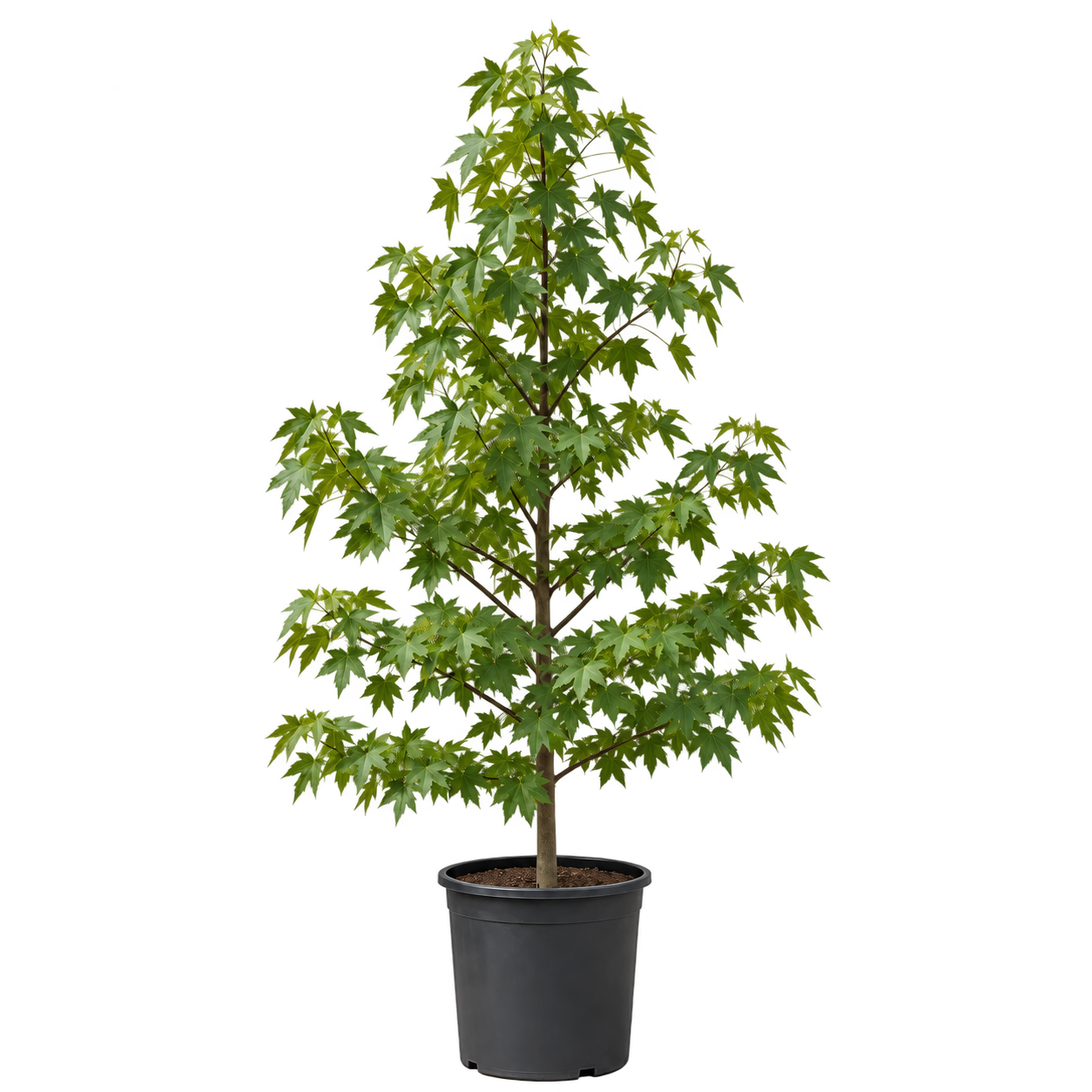 Liquidambar 15 Litros
