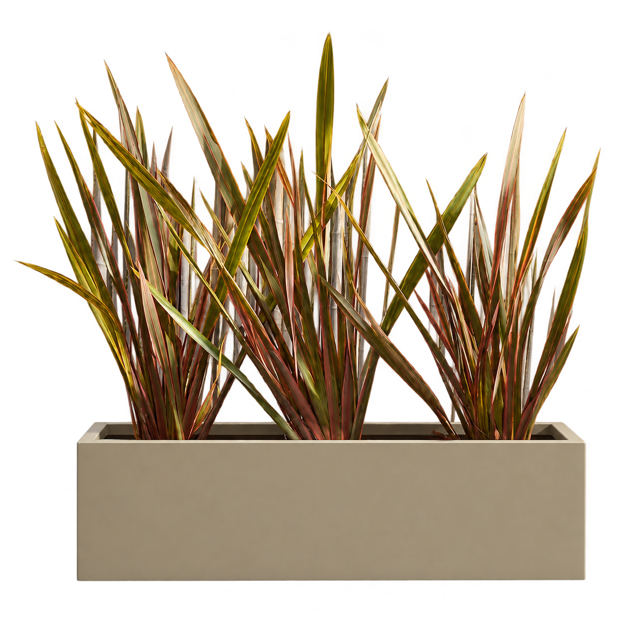 Formio Atropurpurea 10 Litros