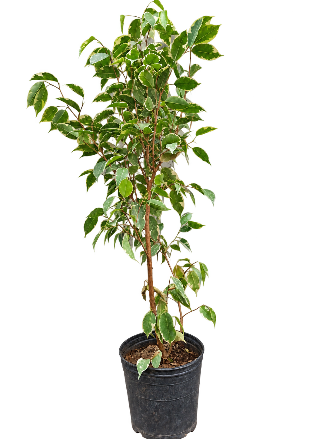 Ficus benjamina 3 Litros · 100 cm