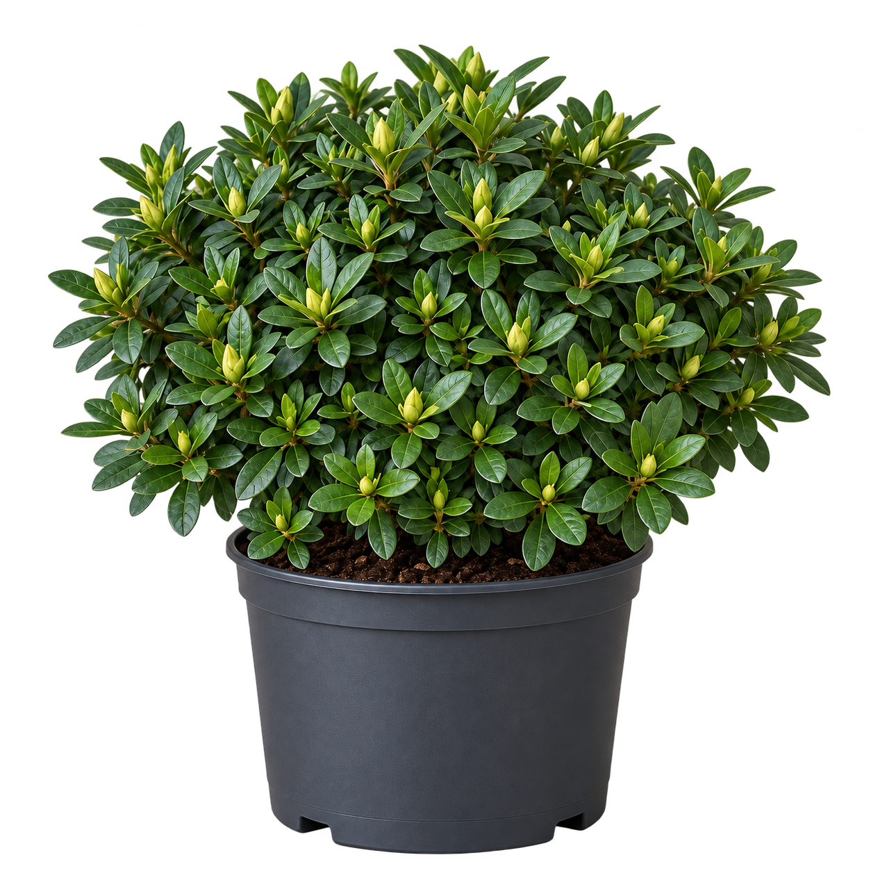 Azalea 4 Litros