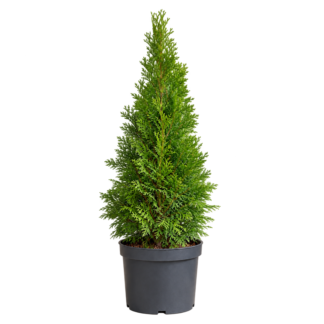 Thuja 3 Litros