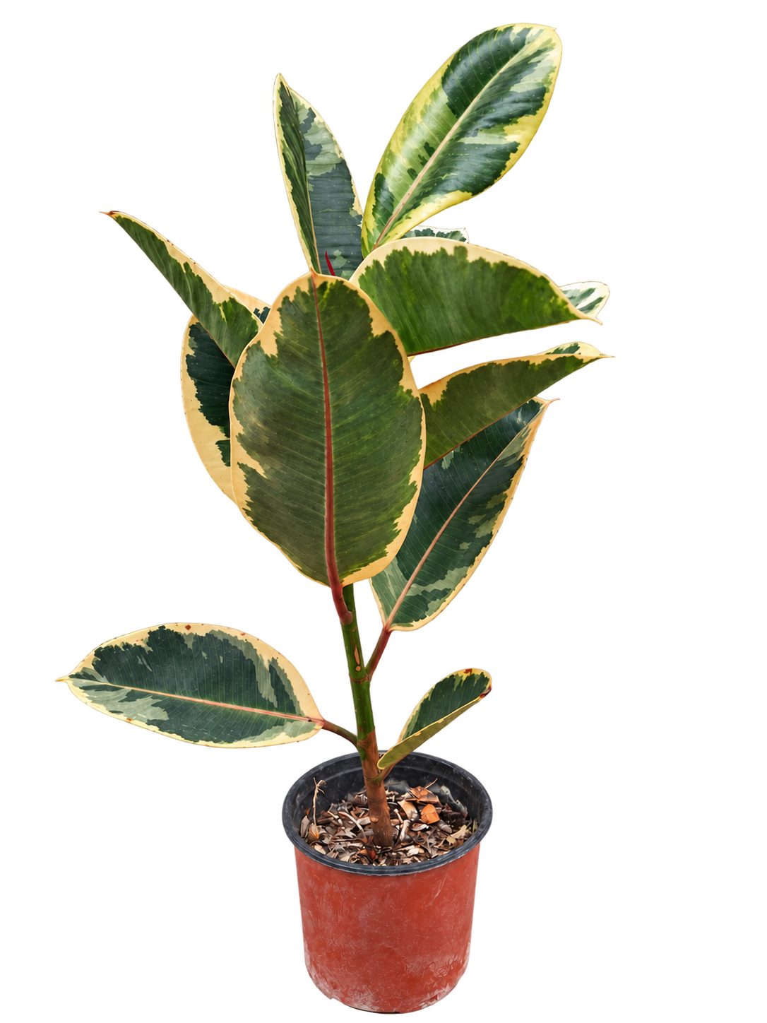 Gomero (Ficus elastica) 3 Litros