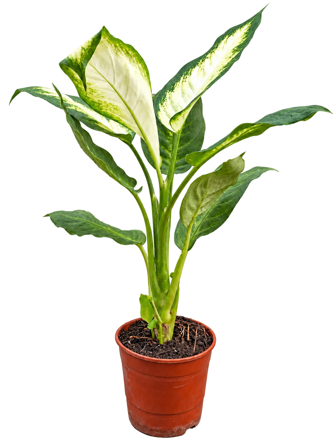 Dieffenbachia Mariane M12
