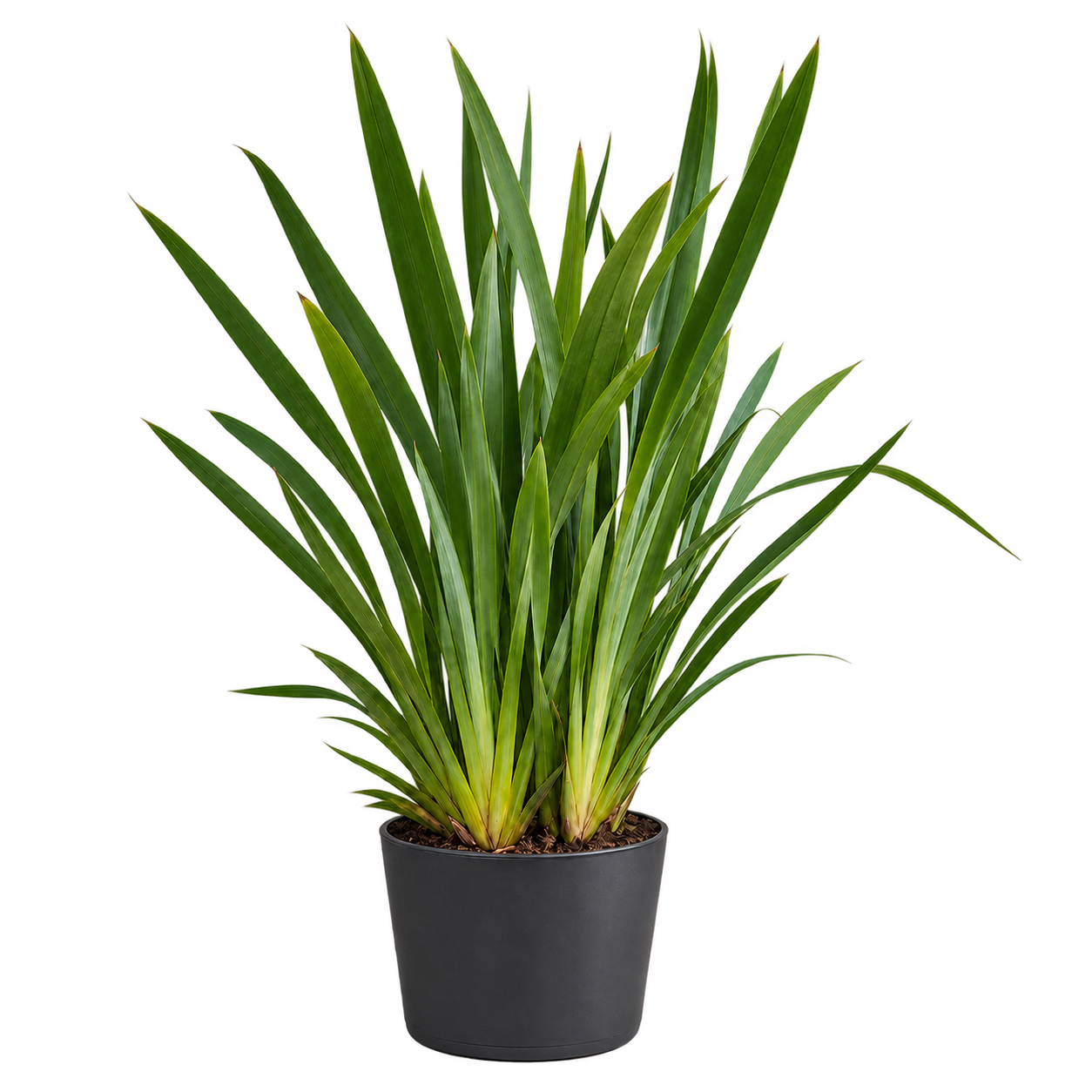 Formio Verde 10 Litros