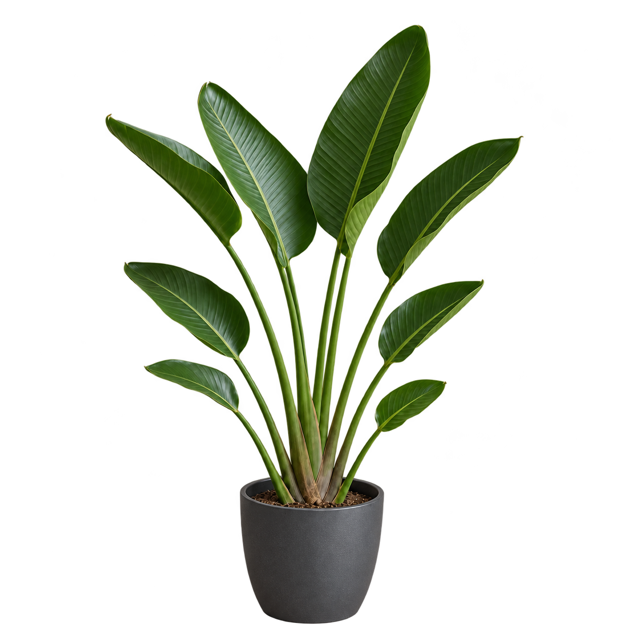 Strelitzia nicolai 5 Litros