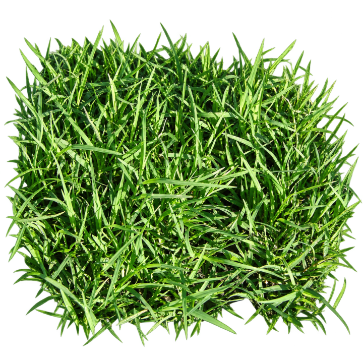 Semillas de césped Picasso Bermuda (Chepica) 100 g — imagen de referencia
