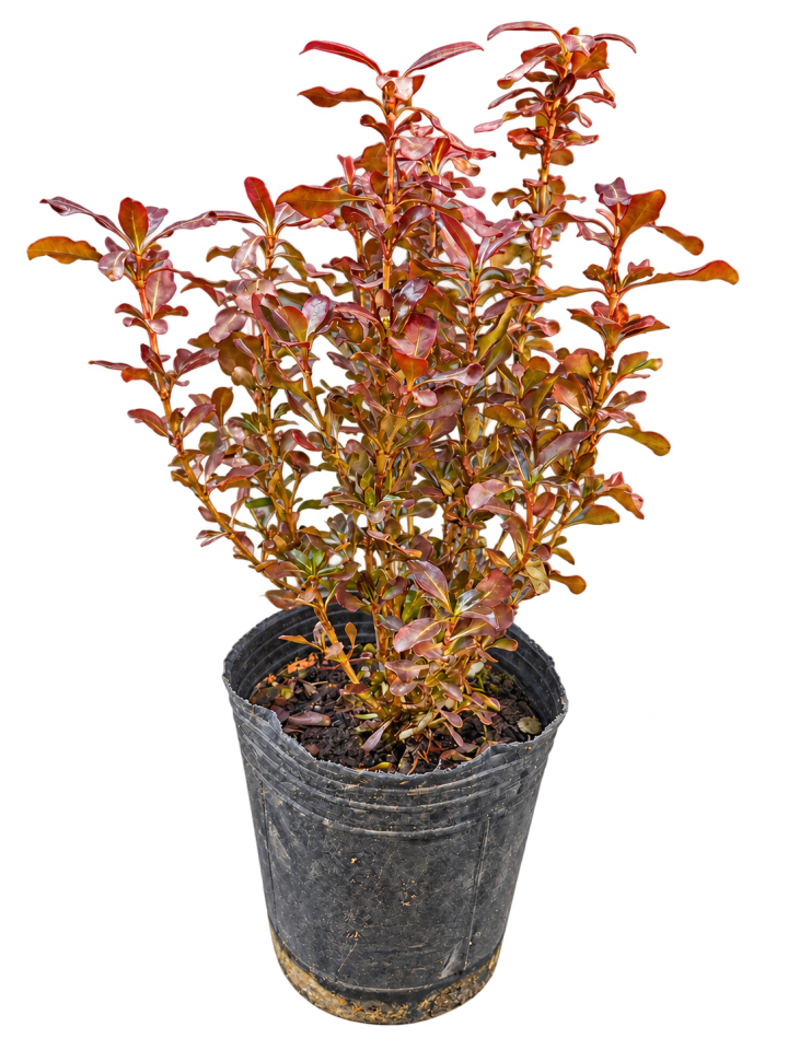 Coprosma 3 Litros