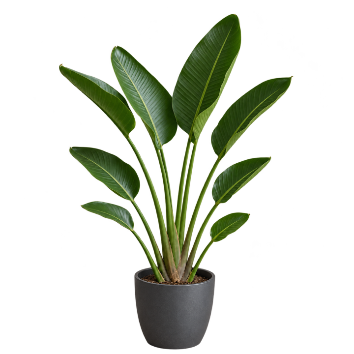 Strelitzia nicolai 5 Litros — imagen de referencia