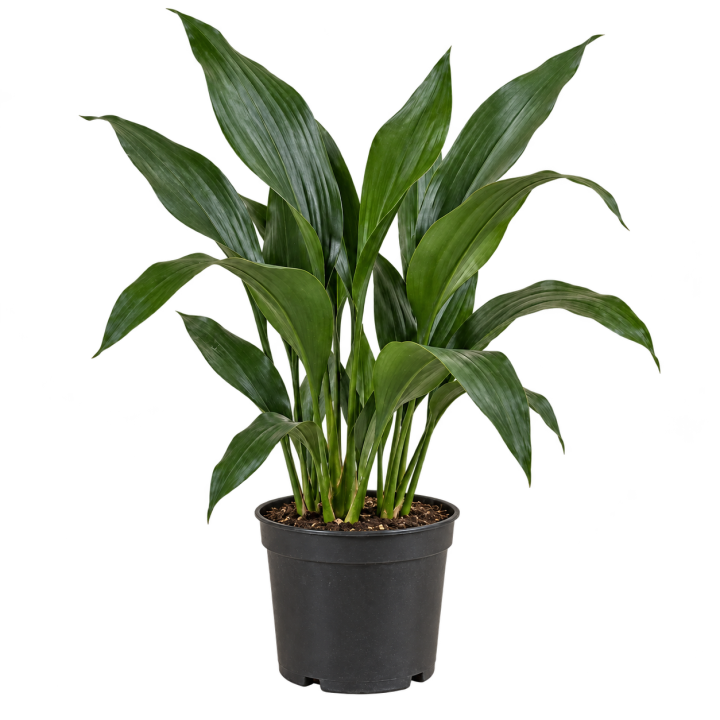 Aspidistra 3 Litros — imagen de referencia
