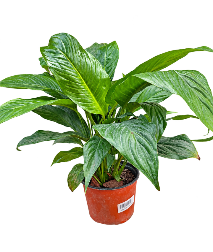 Spathiphyllum Sensation M17