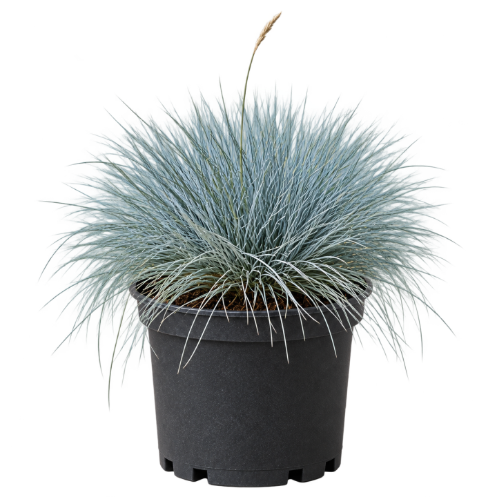 Festuca glauca / gramínea azul — imagen de referencia