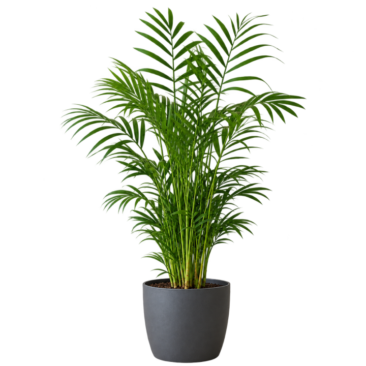 Palmera chamaedorea 3 Litros — imagen de referencia