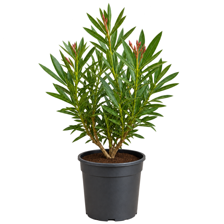 Laurel de flor Alba 3 Litros — imagen de referencia