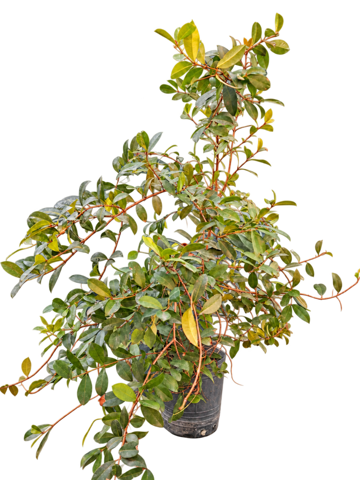 Eugenia myrtifolia 3 Litros