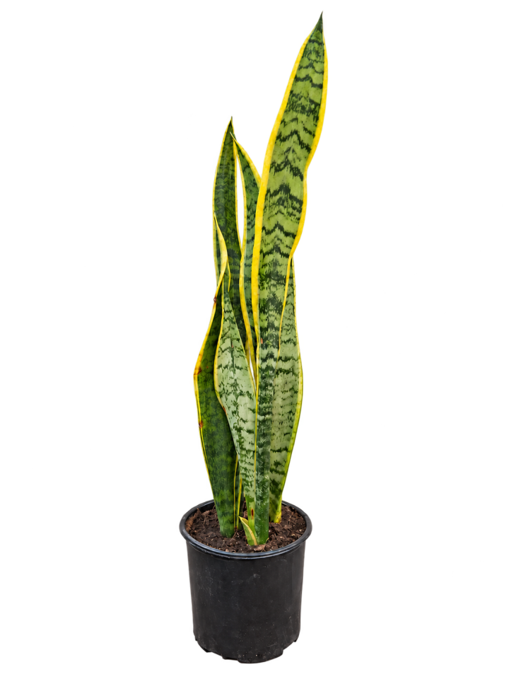 Sansevieria trifasciata M14