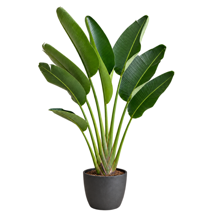 Strelitzia nicolai 10 Litros — imagen de referencia