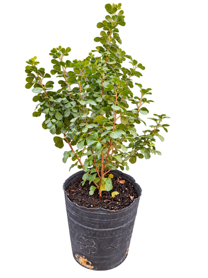 Rhus crenata 3 Litros
