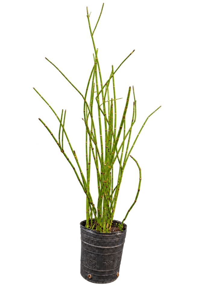 Equisetum hyemale 3 Litros